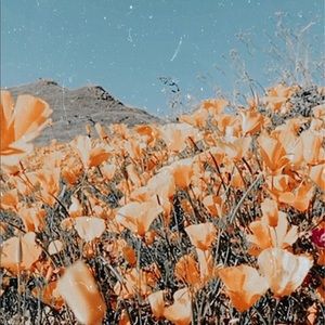 Meet your Posher, Pipper